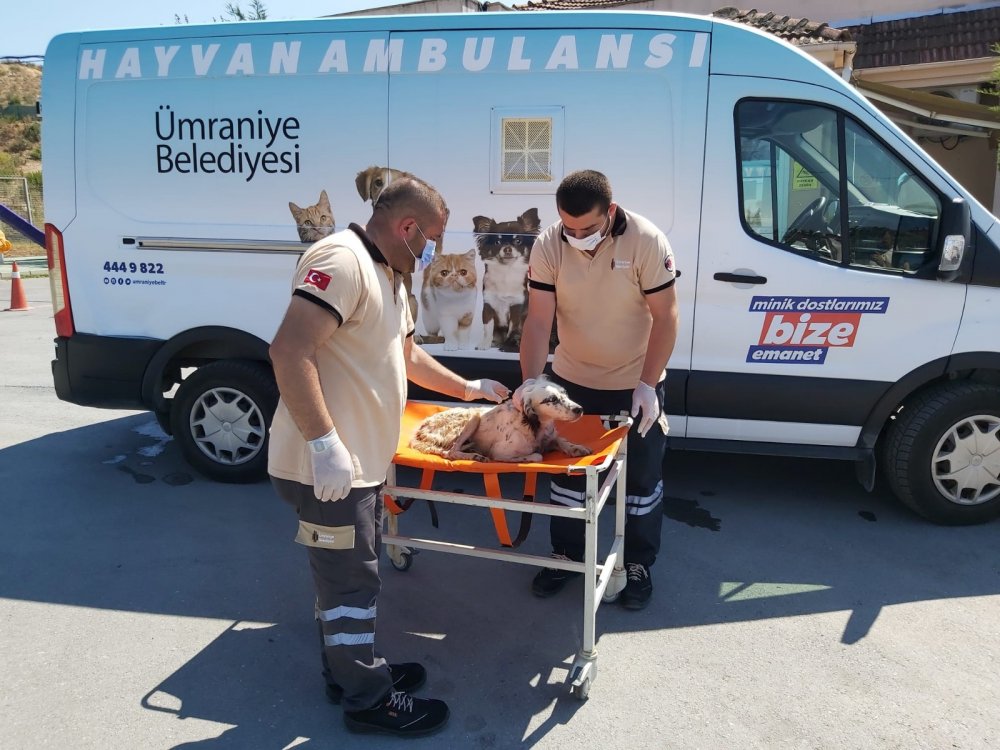 hekimbasi-sahipsiz-hayvan-bakimevi_3918