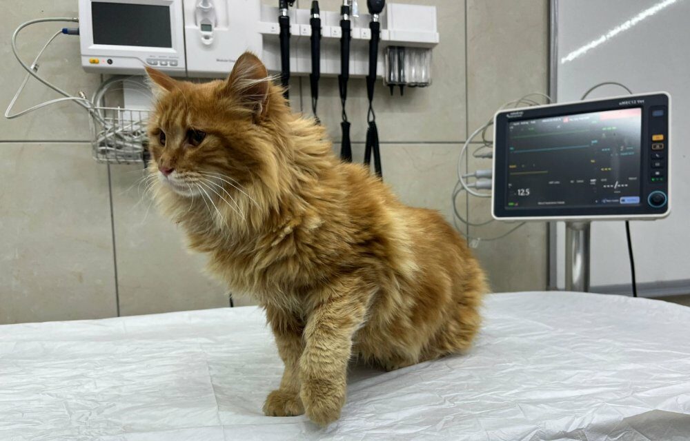 KEDİ