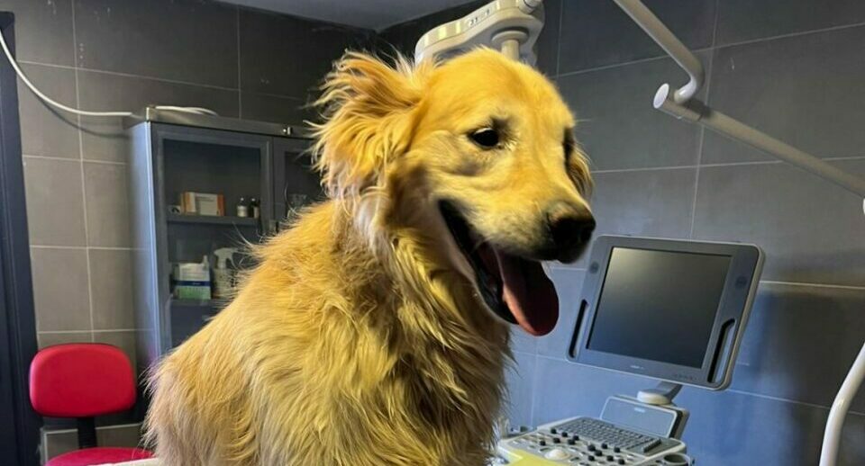 KÖPEK