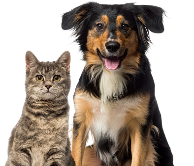 dog-cat